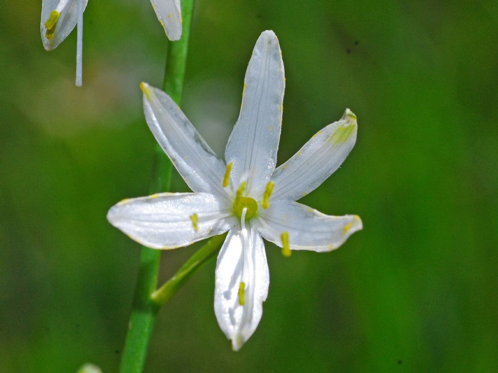 Un prato pieno di piccoli fiori bianchi